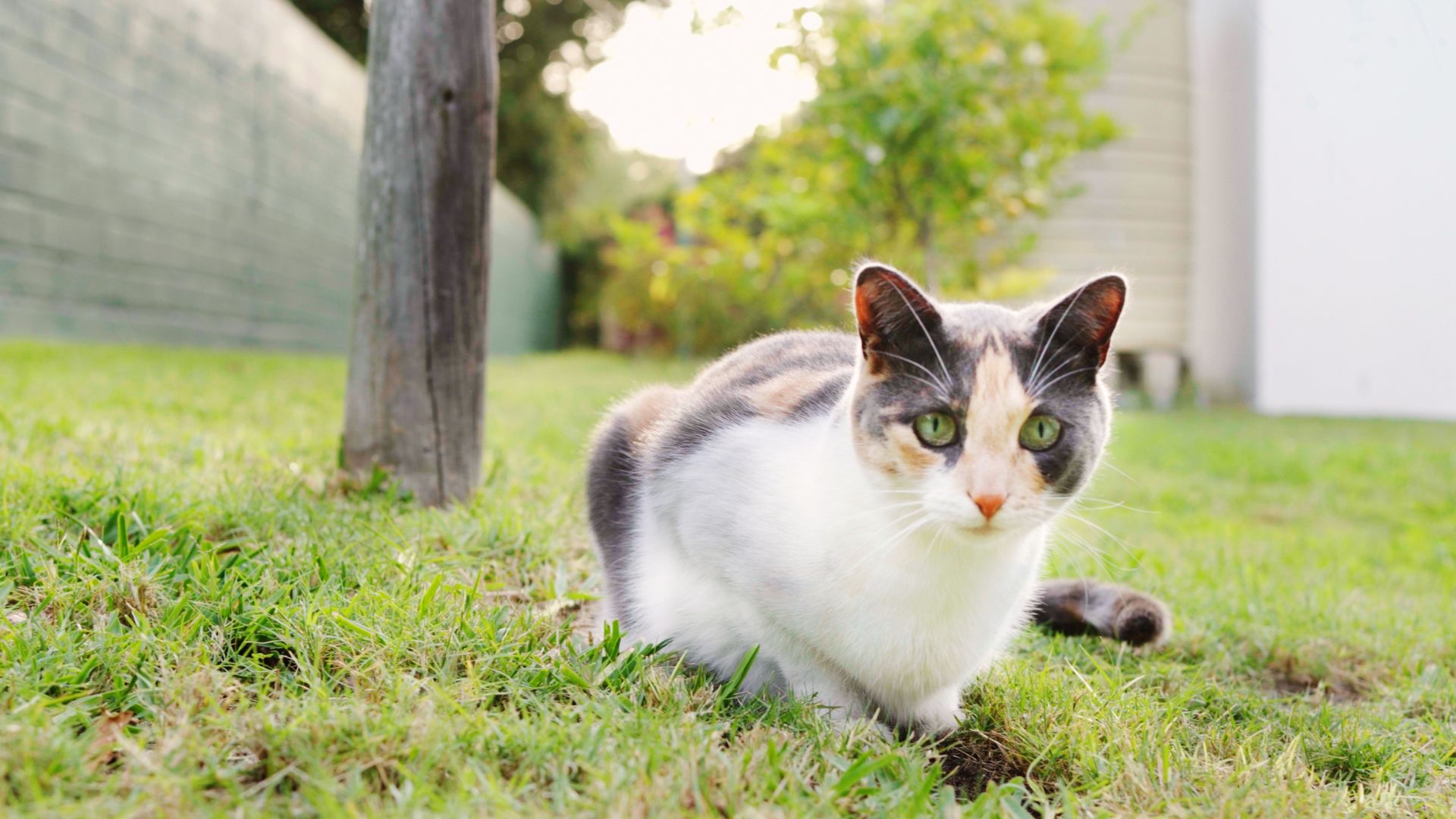 Vet Near Me Silver Spring, MD 20904 | Fairland Veterinary Hospital