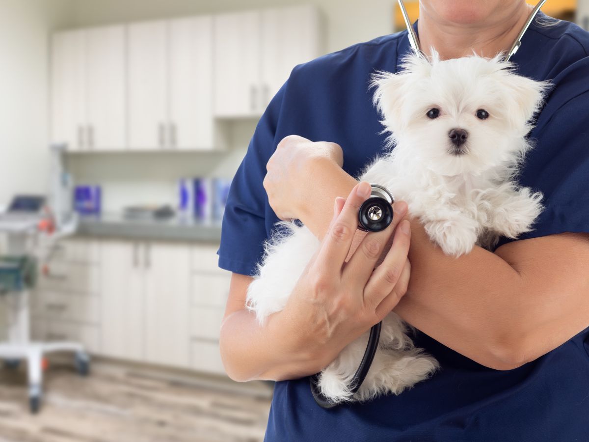 vet holding a cute dog