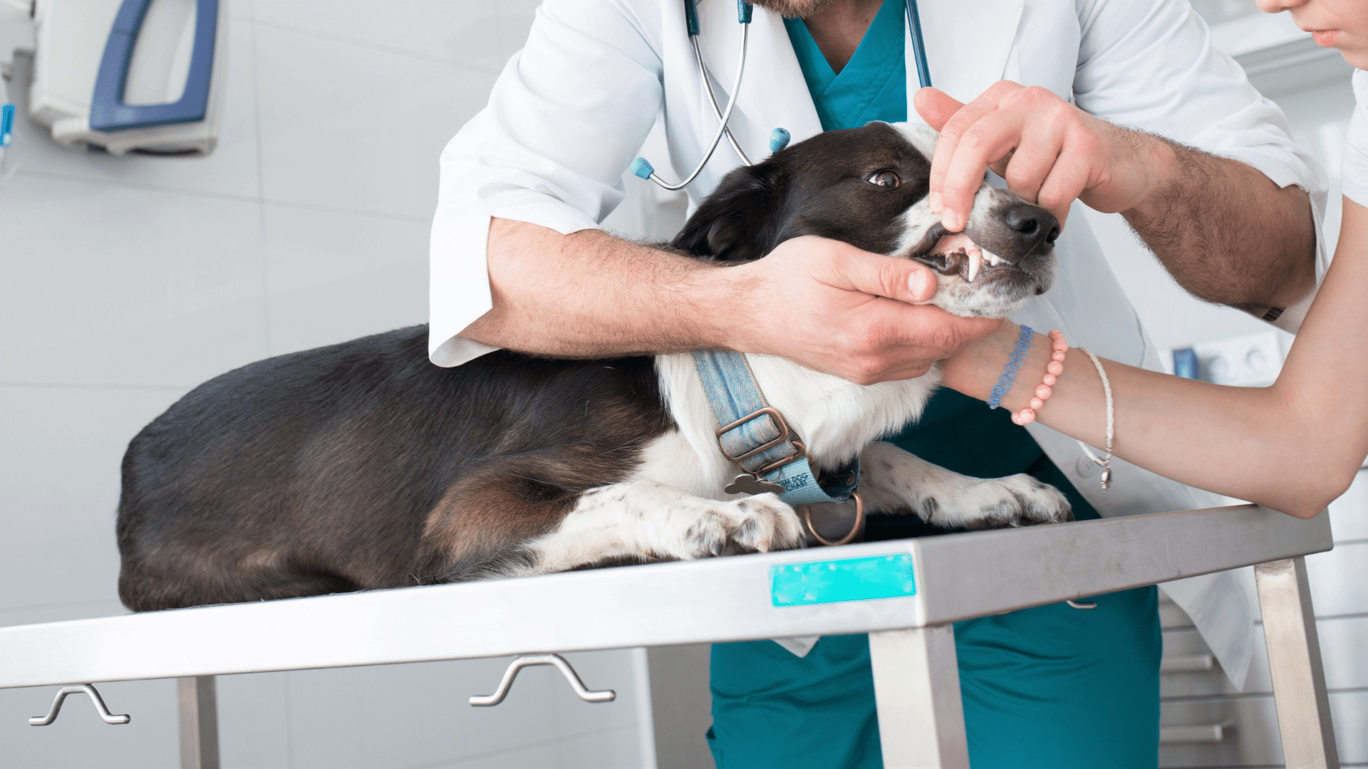 Pet Anesthetic Dental Cleanings In Silver Spring, MD 20904 | Fairland ...
