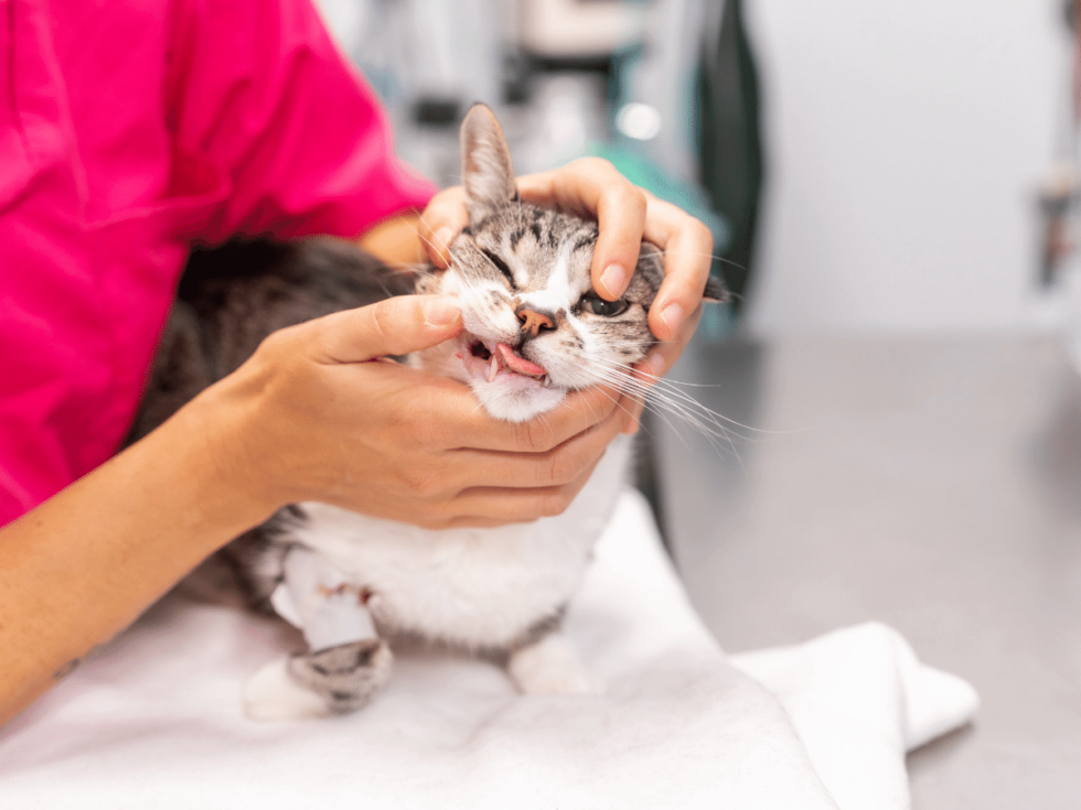 Silver Spring, MD 20904 Veterinary Services Fairland Animal Hospital