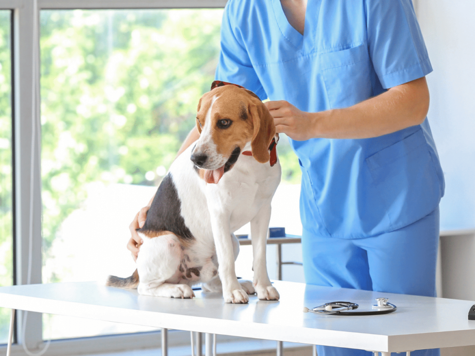 Silver Spring, MD 20904 Veterinary Services Fairland Animal Hospital