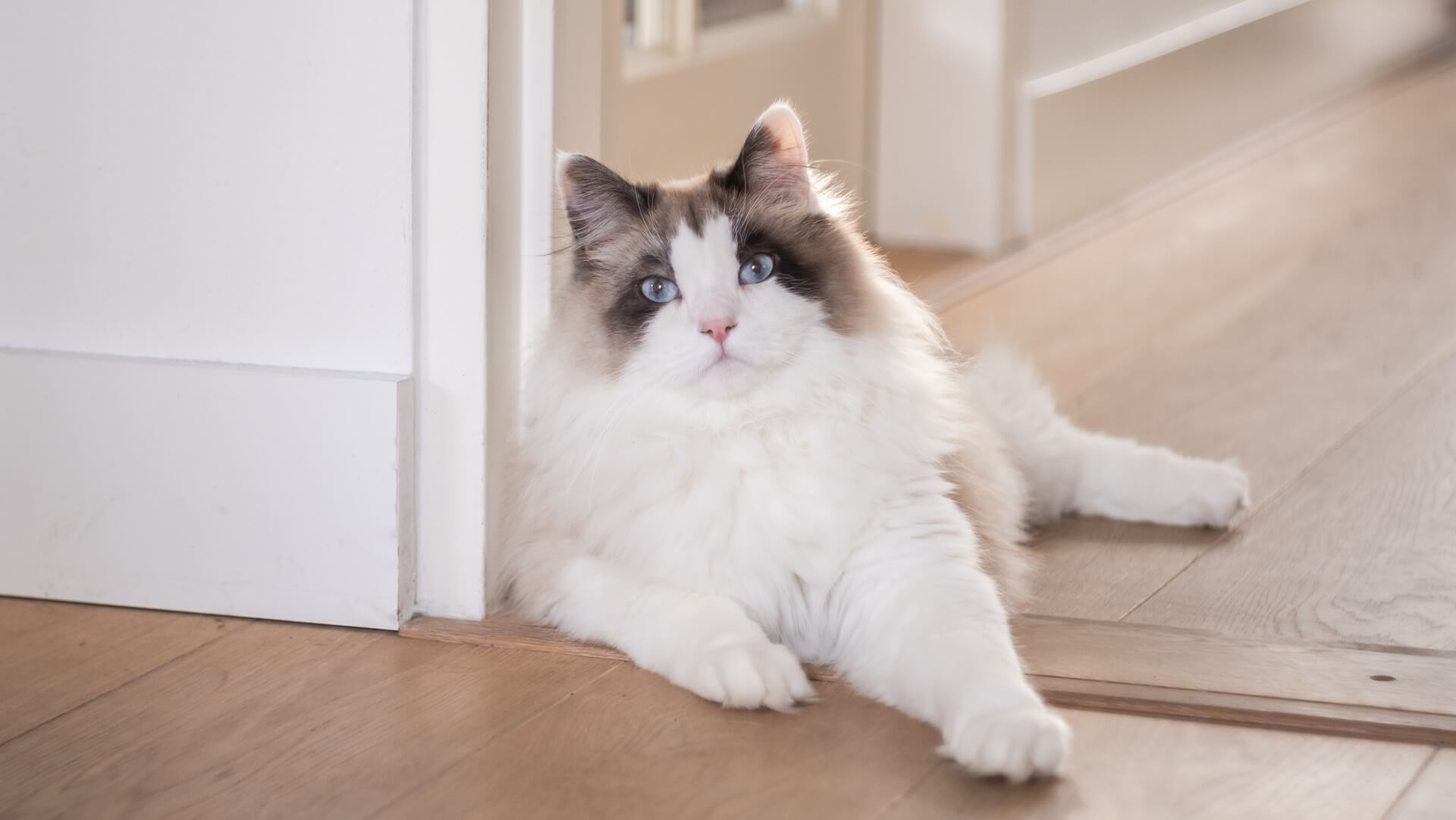 Consent Form | Fairland Animal Hospital