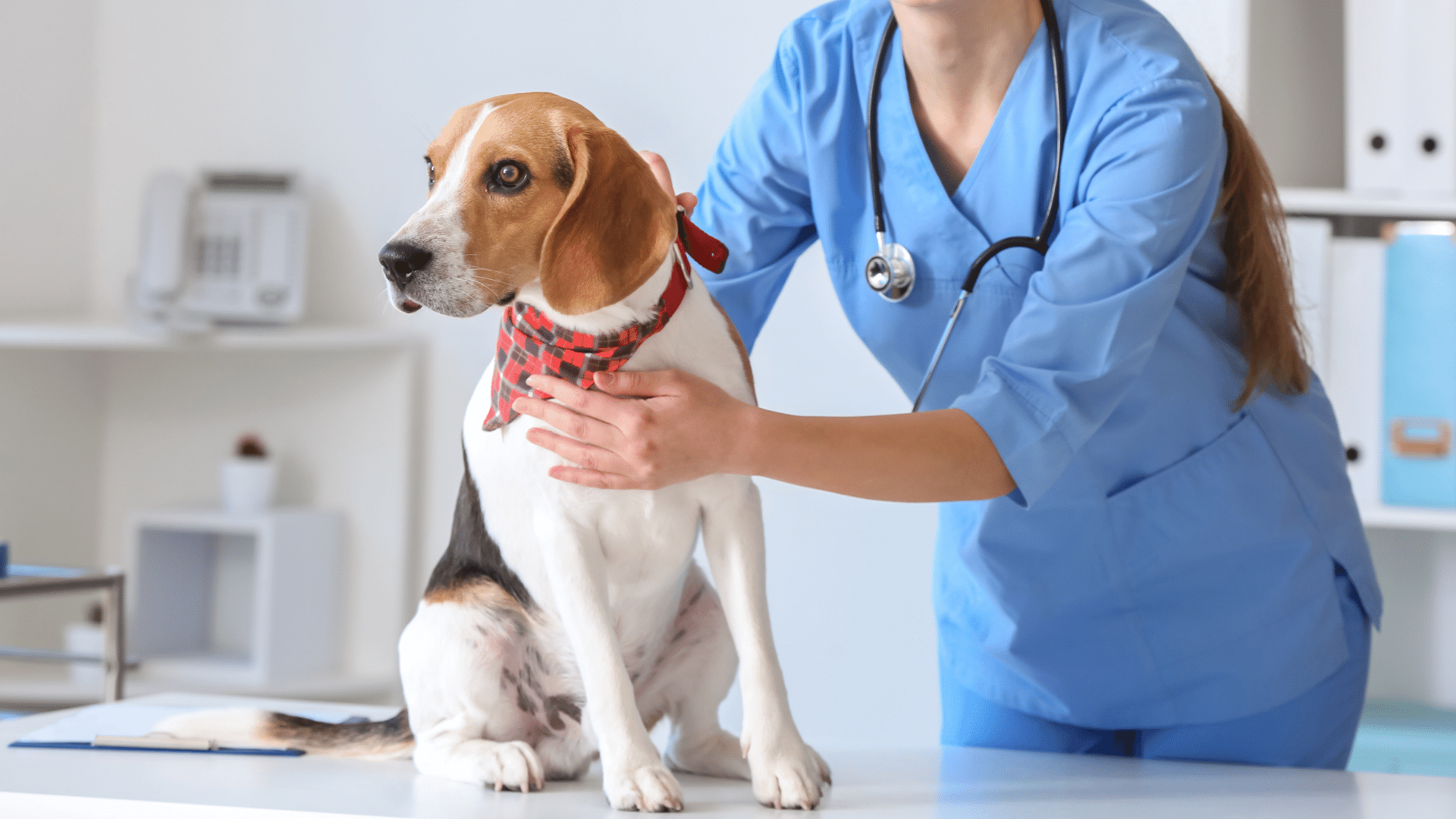 Emergencies | Fairland Animal Hospital