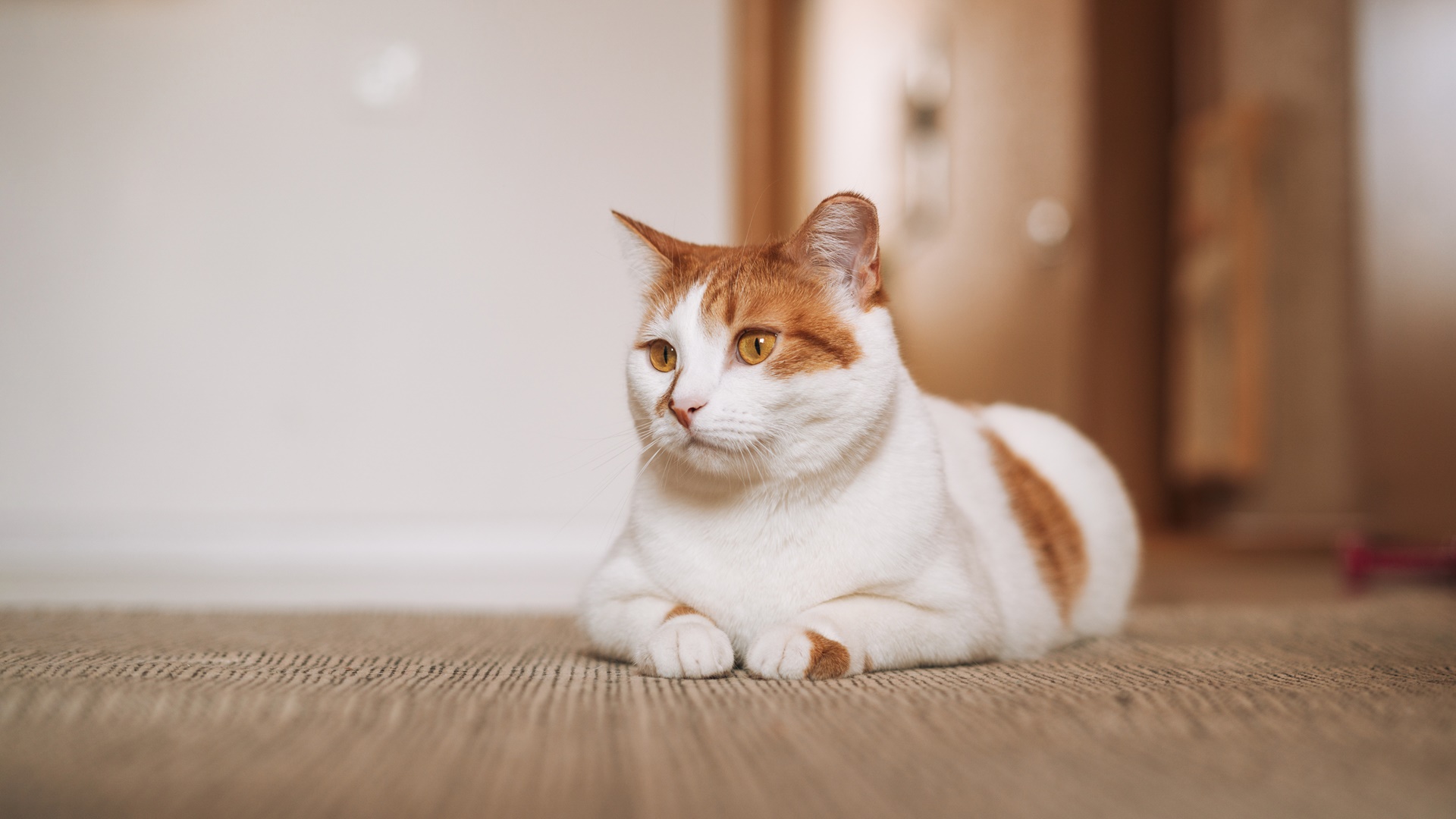 New Client Form | Fairland Animal Hospital