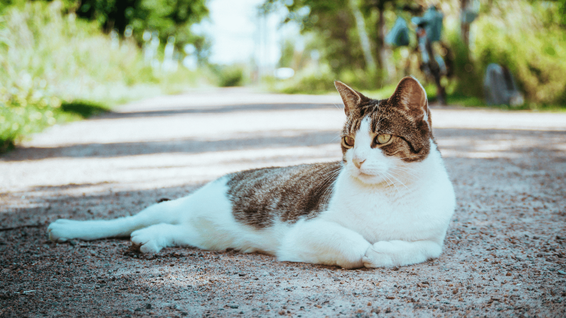 Veterinarian Reviews In Silver Spring, MD 20904 | Fairland Animal Hospital