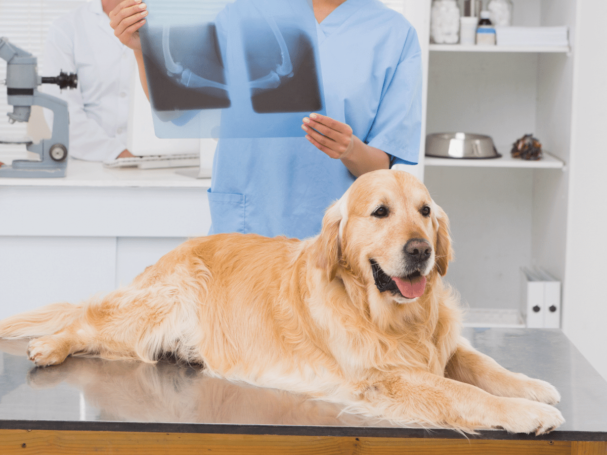 Veterinarian examining dogs x-ray