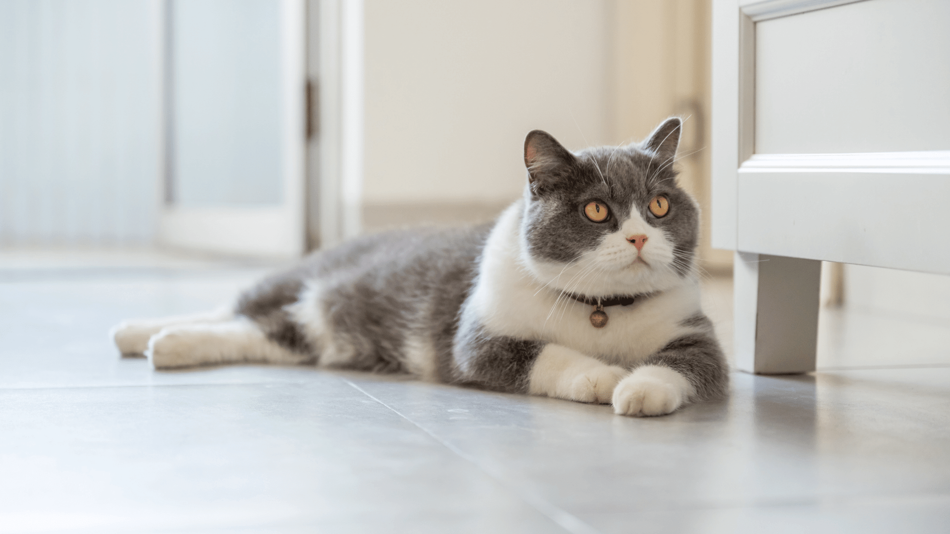 Pet Chronic Condition Management In Silver Spring, MD 20904 | Fairland ...