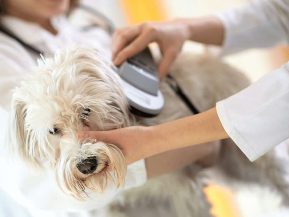 Silver Spring, MD 20904 Veterinary Services Fairland Animal Hospital