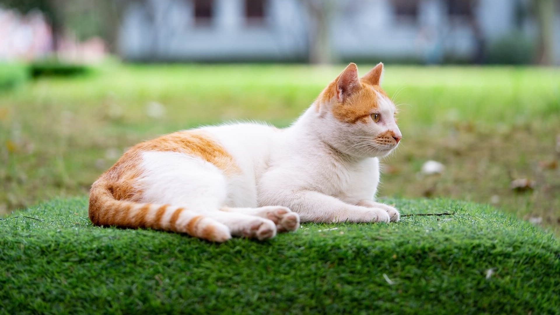 Pet Neuter In Silver Spring, MD 20904 | Fairland Animal Hospital