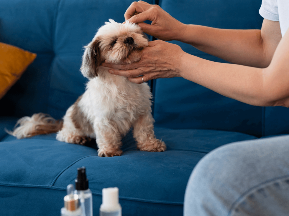 Silver Spring, MD 20904 Veterinary Services Fairland Animal Hospital