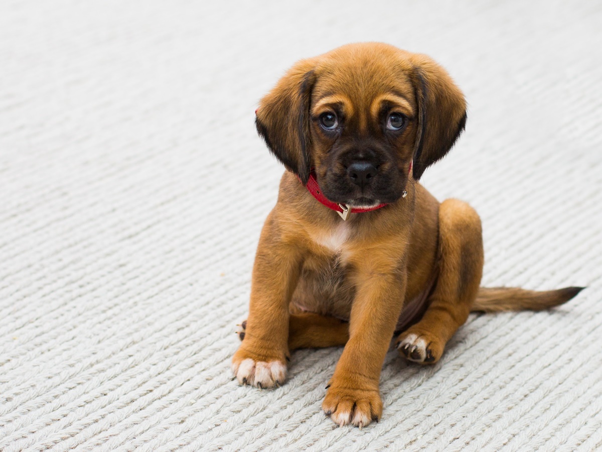 Brown puppy sitting on carpet