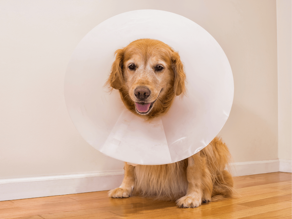 Dog with a surgery cone