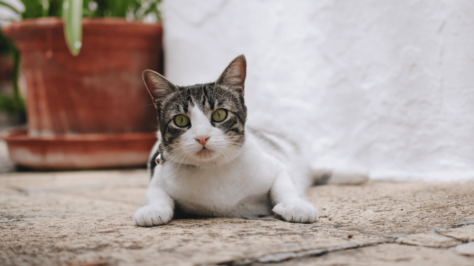 Pet Vaccinations In Silver Spring, MD 20904 | Fairland Animal Hospital