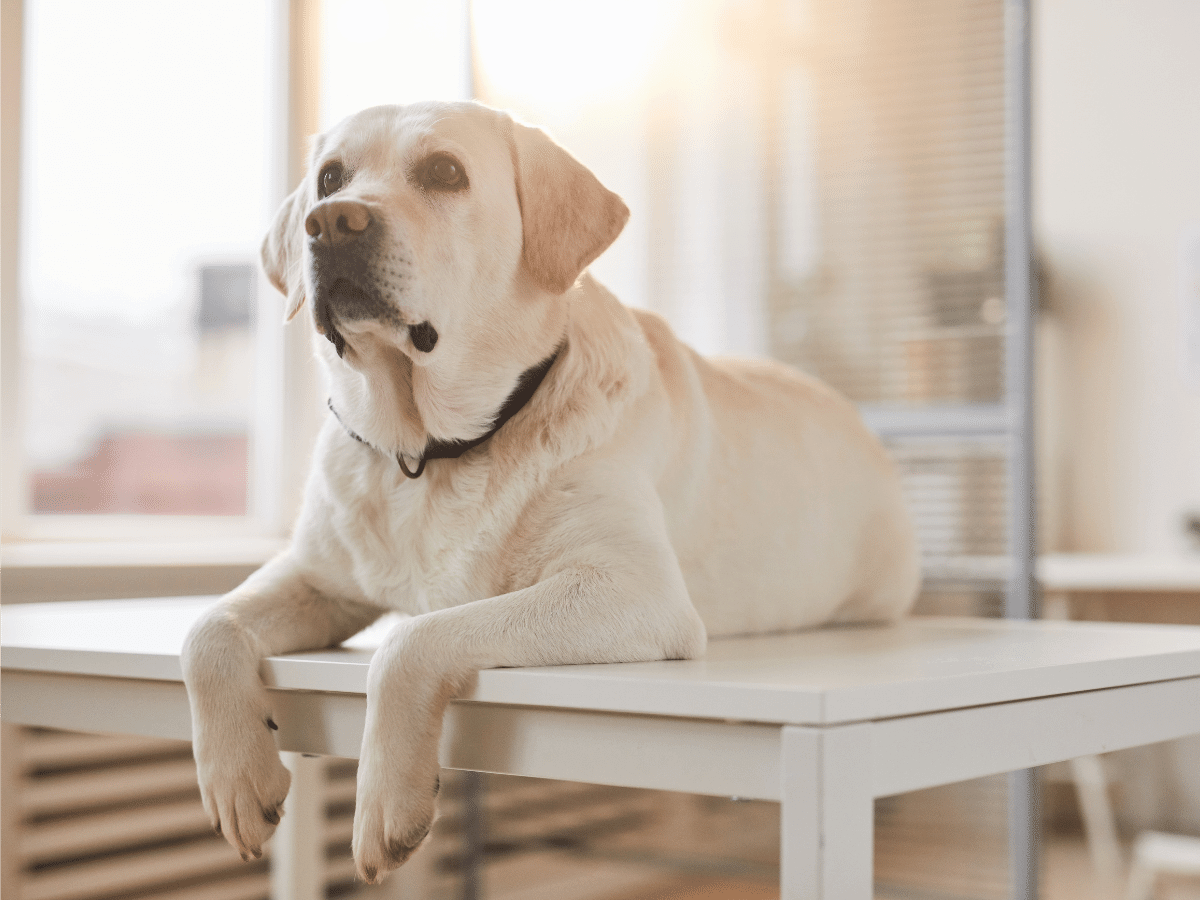 Labrador dog at vet hospital