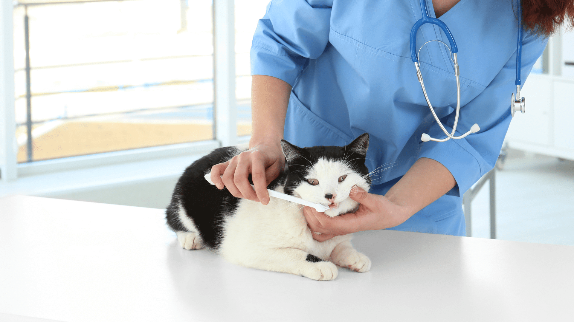 Veterinarian Dentistry In Silver Spring, MD 20904 | Fairland Animal ...