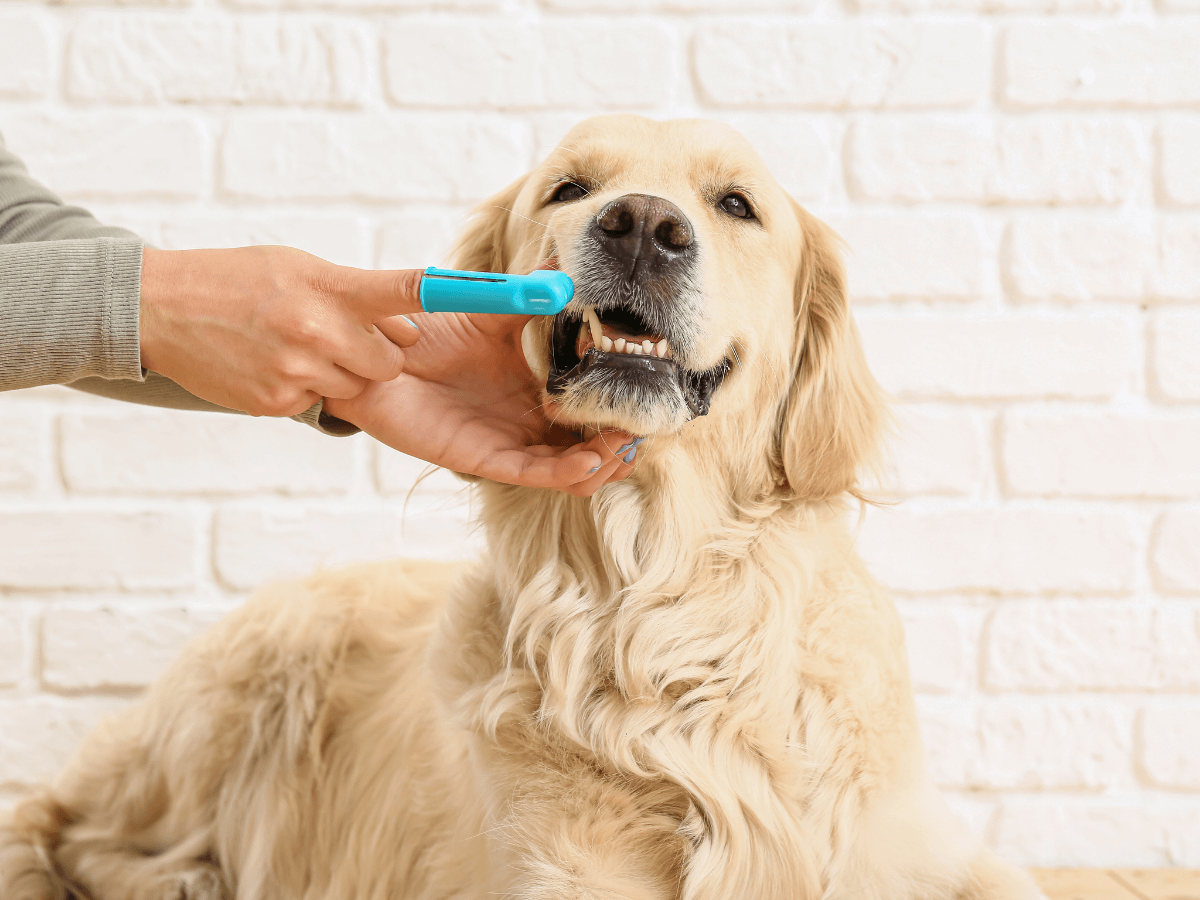 Vet brushing teeth of dog