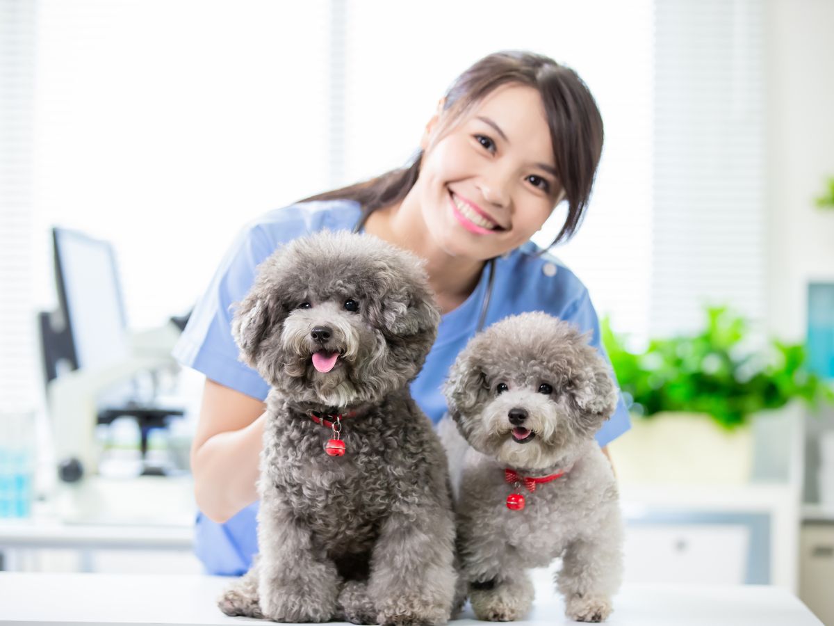 A woman in blue scrubs holds two poodle dogs