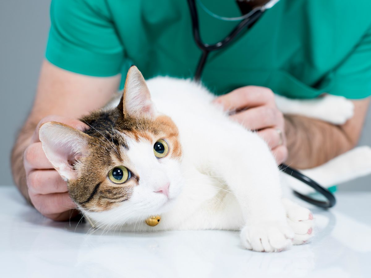 cat with vet