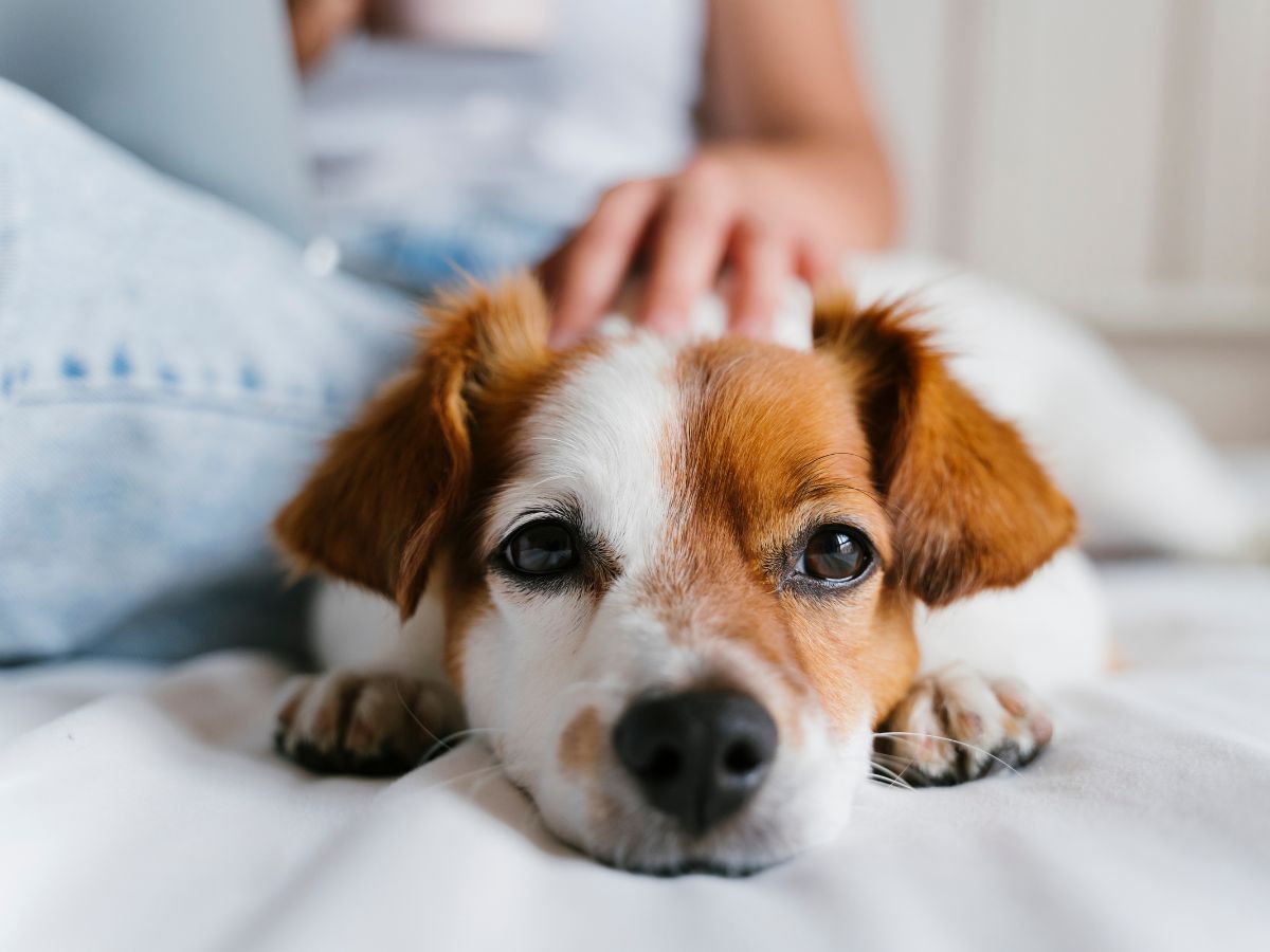 pet resting